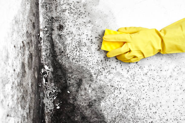 Best Commercial Mold Removal  in Sudley, VA