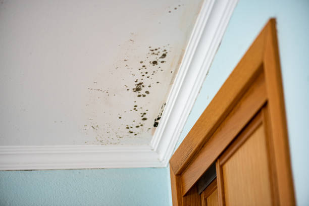 Best Mold Damage Repair  in Sudley, VA