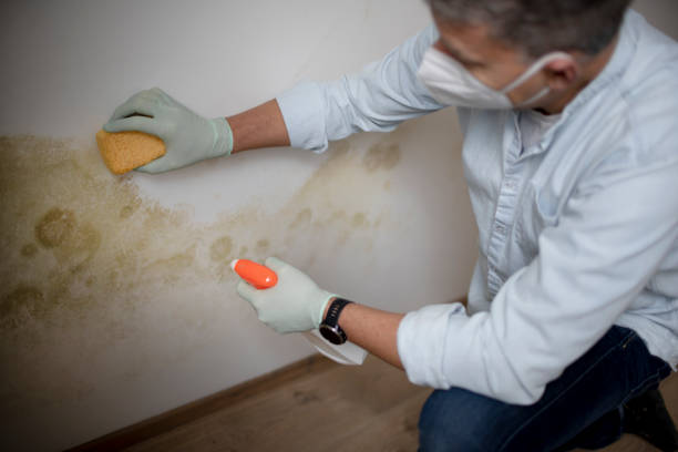 Best Same-Day Mold Removal  in Sudley, VA