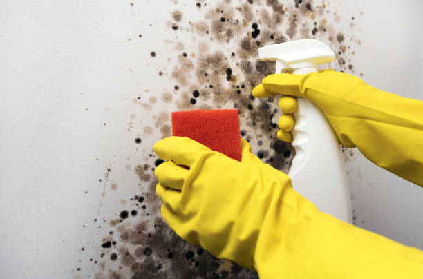 Best Mold Remediation  in Sudley, VA