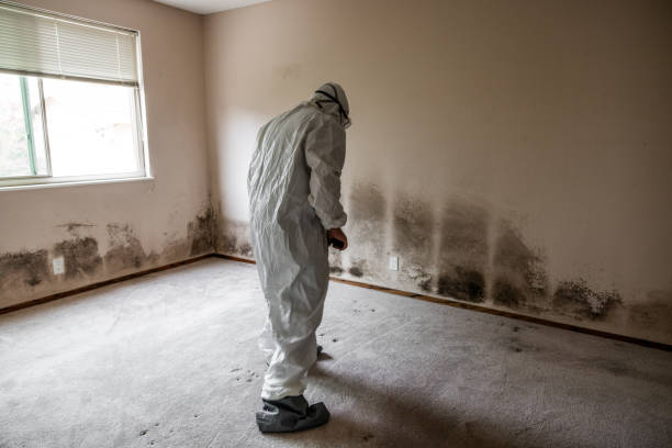 Home Mold Removal in Sudley, VA
